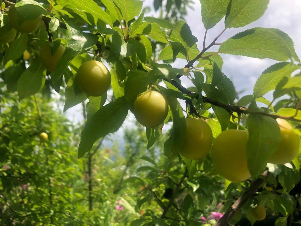 Ferienwohnung Mirabelle 埃尔巴赫 外观 照片